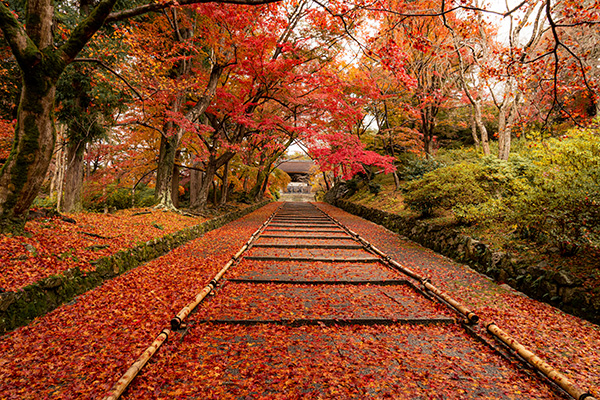 中村公認会計事務所-年末年始休業日の案内-京都の毘沙門堂の紅葉